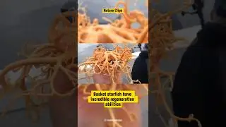 Basket Starfish With Many Tentacles #shorts