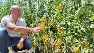 Pomodoro datterino innestato Lemmon: dolcissimo e produttivo