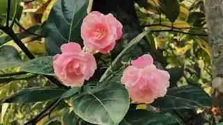 The Magic of Blooming Flowers 🌸 | #FlowerLovers #NatureBeauty #BloomingFlowers #FloralVibes 