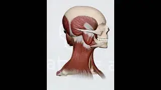 3D Dissection of the Human Neck: Layer-by-Layer Muscle Removal Animation #anatomy #aihealth