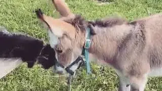 Friendly Cat Gently Snuggles Against Donkey's Muzzle - 1059353-1