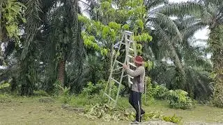 proning pokok durian musang king