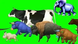 Animals Running On Green Screen | Animal Stampede Green Screen | Animal Green Screen Video 🦓🦌