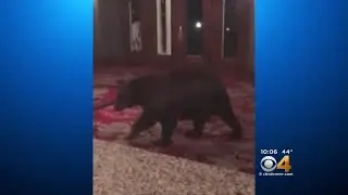 Bear Making Rounds At Stanley Hotel Scares Guests