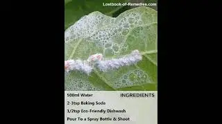 One Spray Saves Your Entire Plant Collection #gardening #mealybugs