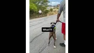 Funny dogs talking and arguing with each other | Tony-Ezekiel funny tiktok