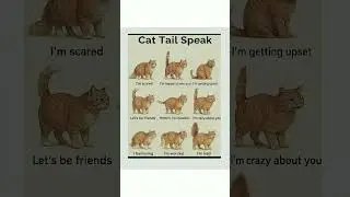 Different meanings of cat's tail #cats #facts #shorts