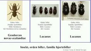 Insekt, orden biller, familie hjortebiller prosopocoilus aegus s.str lucanus hoplitocranum insect