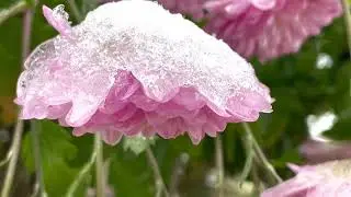 Frozen flowers