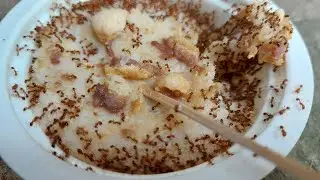Relaxing Ants Feeding LIVE | Red Ants Eating Rice & Sugar | Relaxing Nature Observation #relaxing