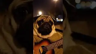 Shy Pug Confesses Love Through Guitar Song... She Cried 🎸🐶