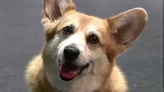 What a talented Corgi dog Icy - Cute audition for Talent Hounds