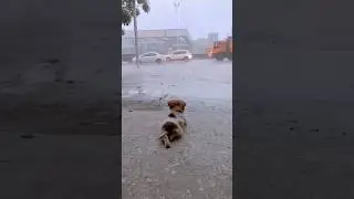 dog enjoying rain #rain #doglover #shorts