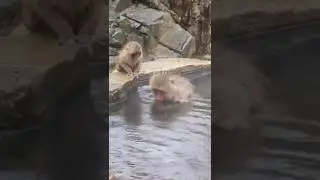 Snow Monkeys 🐒,  Japan...#trending #viralvideo #monkey #snowmonkeys #japan #explore #amazingfacts
