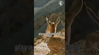 This Goat Defies Gravity And Climb Walls! #WorldLensTV