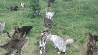 More happy cats