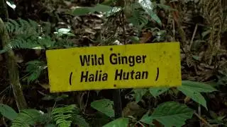 EXPERIENCE: Fraser's Hill