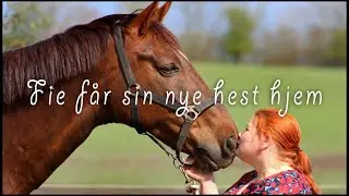 Fie får sin nye hest hjem