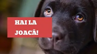 Joaca în dresaj/Ce jucării folosesc?