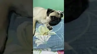 #pug #gubli #puppy #dog #goodnight #sleeptime #sleep #puglife #viral #reels