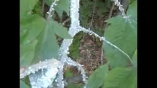 Beech blight aphids, grylloprociphilus imbricator
