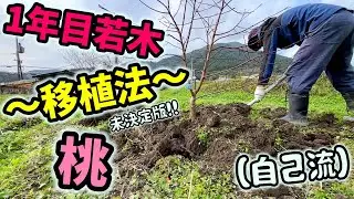 【桃🍑】一年目の若木を移植しました【6回目】佐賀県吉野ヶ里町で果樹栽培日誌＃ぶどう栽培#シャインマスカット＃桃栽培