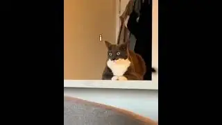 Что происходит у кошек в голове #кот   #кошка #кошки #cat #cats #meow #мяу #funny #memes