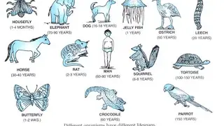 General Science Chapter 13: Organisms and Environment