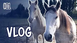[VLOG] Je vous emmène aux écuries avec moi | 02/11/2022