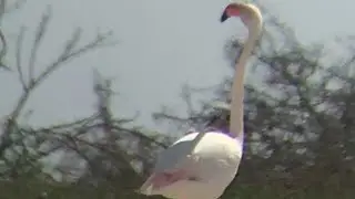 African flamingo famous for escaping Kansas zoo spotted in Texas