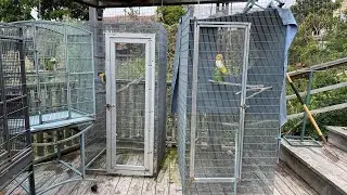 Many Bird Projects to Catch Up On Since I've Been Sick