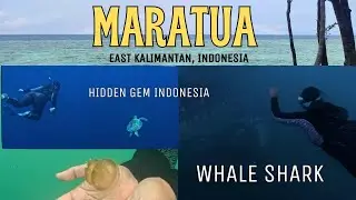 Berenang Bareng Whale Shark & Penyu! | Pesona Pulau Maratua 2026