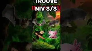 QUIZ : Trouve l'intrus parmi ces animaux ! 🦘🐨🦝🛡️ #TopQuiz
