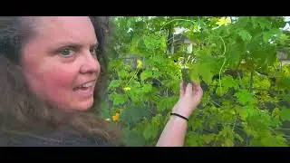 Ms. Kerry Harvests a Jarrahdale Pumpkin