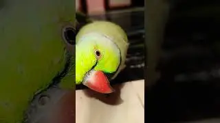 meeo meeo#talkingparot #parrot #shortvideo #