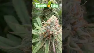 Pumpkin 🎃 Spice 🌱🪴 #plants #shortvideo #shorts #short #viralvideo #reels #video #viral #diy #grow