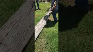 Cutting up a Cedar log #asmr #equipment #machinery #chainsaw #tree #trimming #lawn #landscape