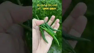#IndianChilli #ChilliSupplier  #VegetableExport#AgroExport #ExportQuality #GlobalTrade #FarmToWorld