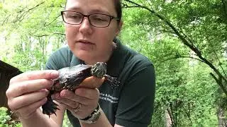 Eastern Painted Turtle UP CLOSE - Wild Wednesdays - Calvert County Parks & Recreation