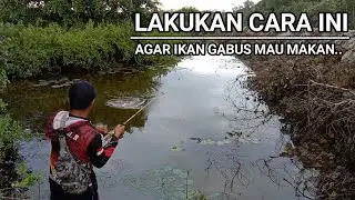 Casting ikan gabus terbaru 2021 | PAKAI CARA INI TRIK JITU MANCING GABUS YANG TIDAK MAU MENYAMBAR