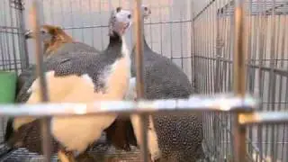 Гибрид цесарки и курицы на выставке Золотая Осень-2010