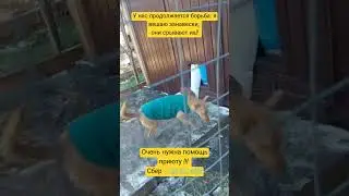#pets#dogs#помощь#собака#спасение#любовь#счастье#добро#