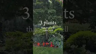 Best plants for under trees 🌿 #shadegarden #gardeningideas #landscaping