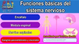 Fisiología sistema nervioso | Sistema nervioso | Sistema nervioso central y periférico