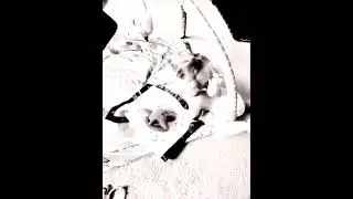 Skađzilla vs Triceratops blanket monster! (archival clip restored 1996)