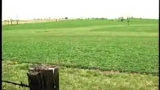 Quail Habitat in Kentucky