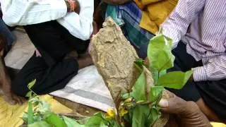 Octonary Ingredients of Sarcolobus globosus Formulations: Pankaj Oudhia's Medicinal Plant Database