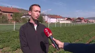 Organska proizvodnja koprive