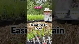 No Fuss. Just Food. Grow Sorghum from Seed #sorghum #permaculture #homesteadgarden #easygardening