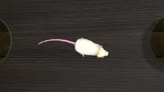 CAT GAMES ON SCREEN - Catching Fast White Mouse! Video for Cats to Watch (1 hour)